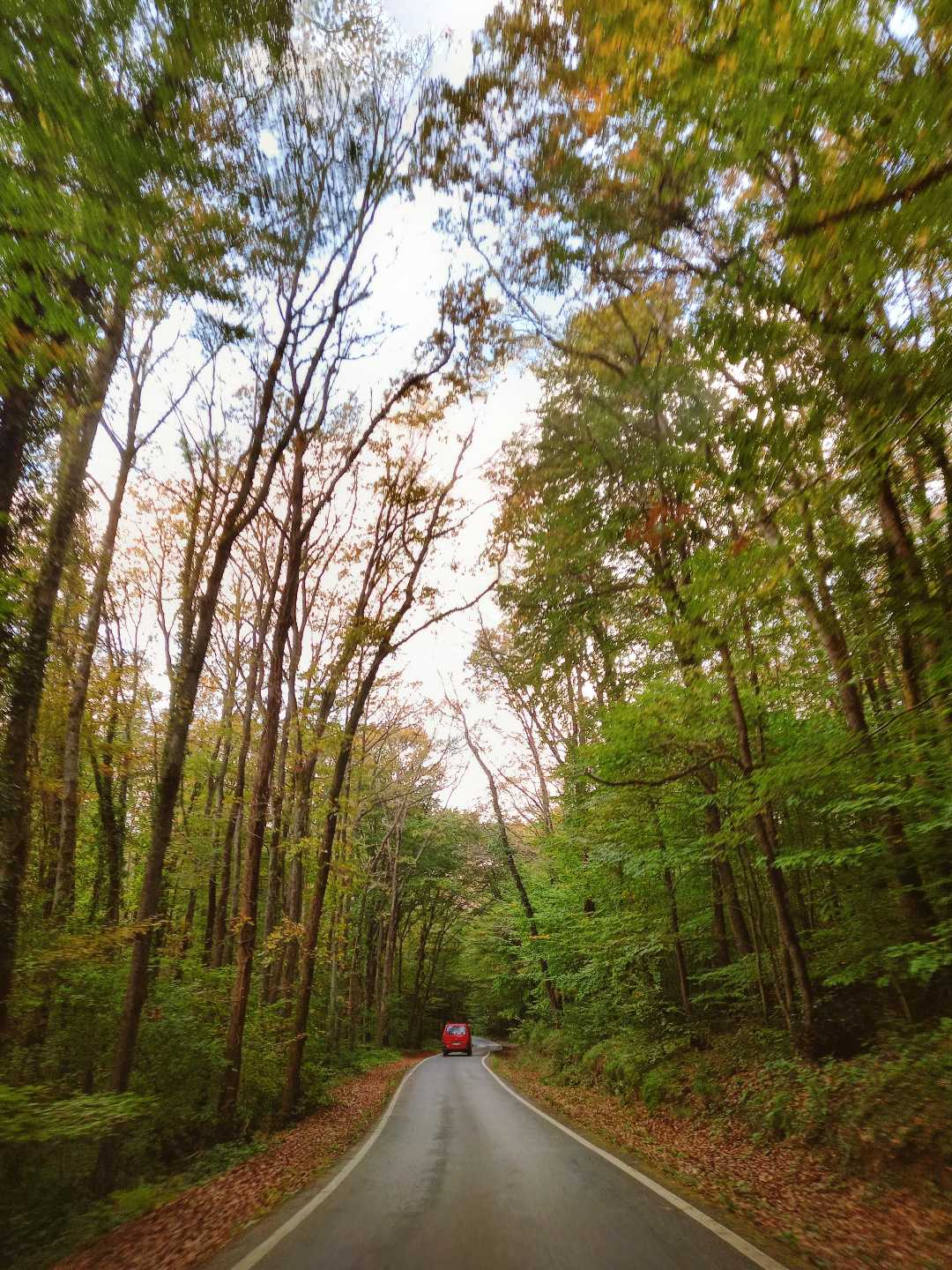 Belgrad Ormanı