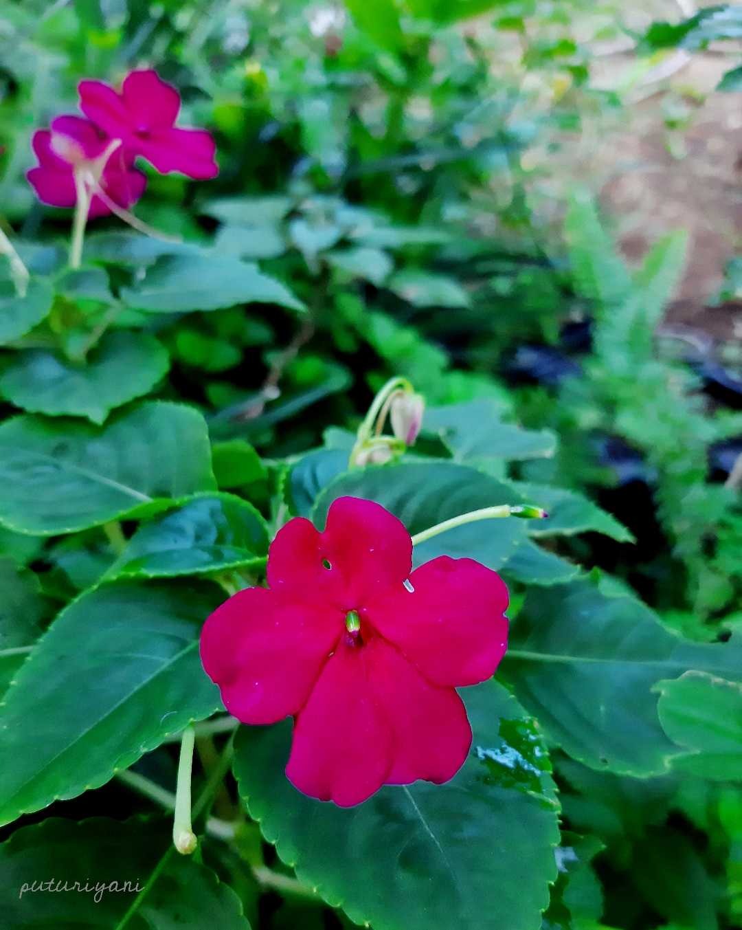 Purplish Red Impatiens Walleriana Flower