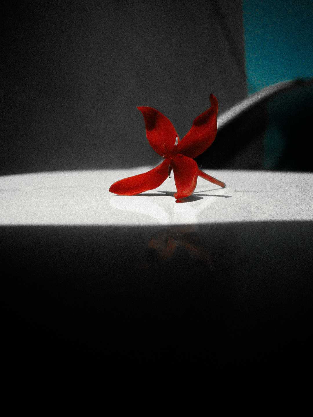 the beautiful red flower on car