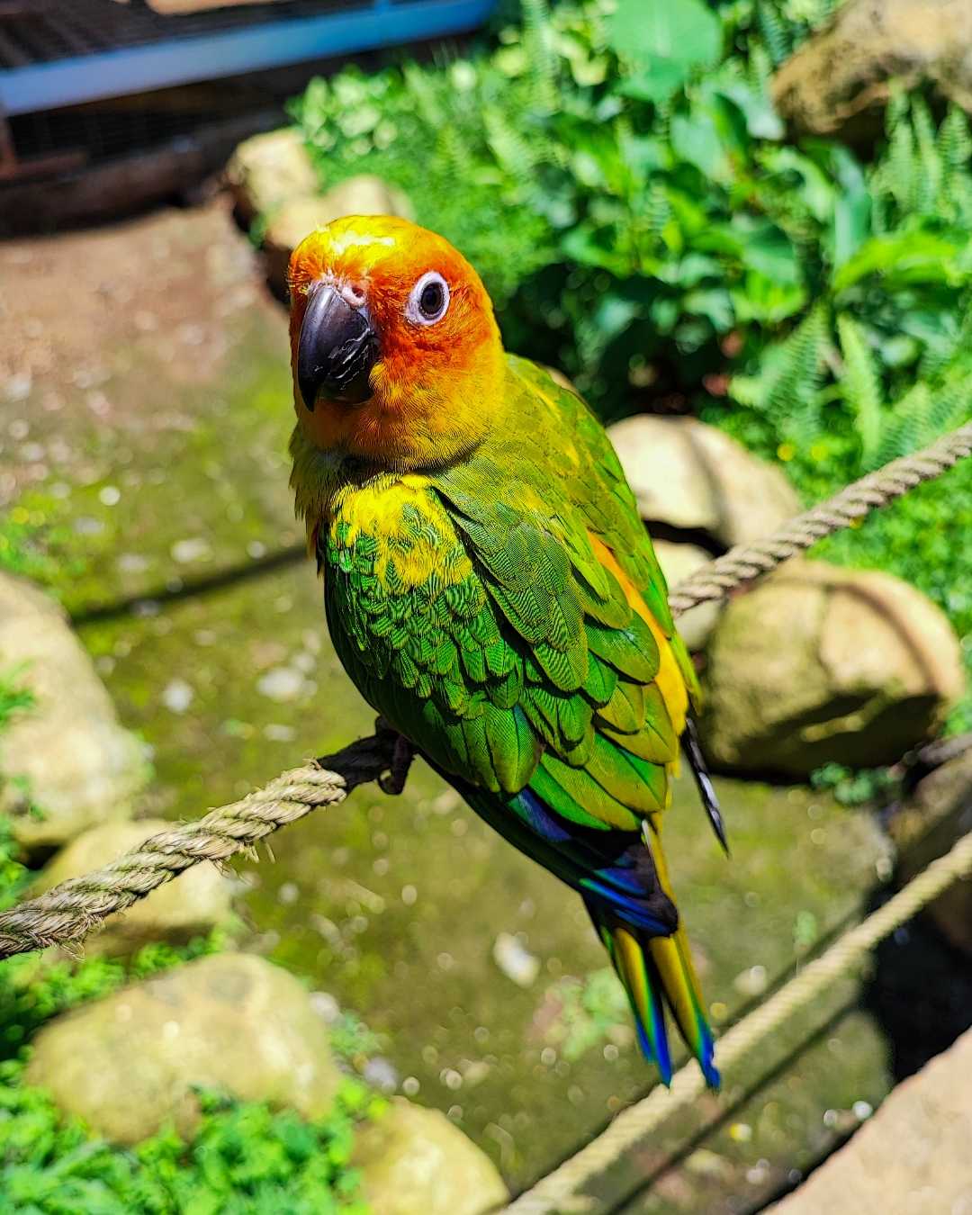 Parrot