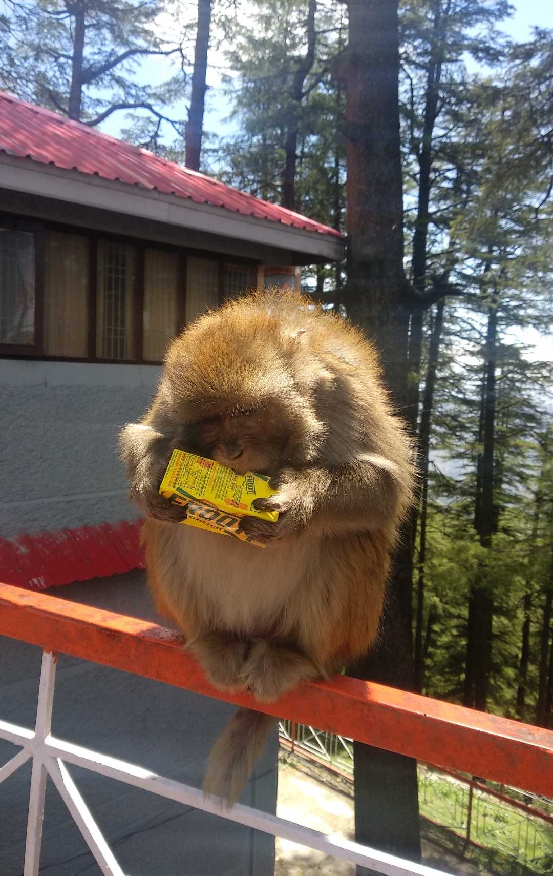 A Monkey having Frooti!