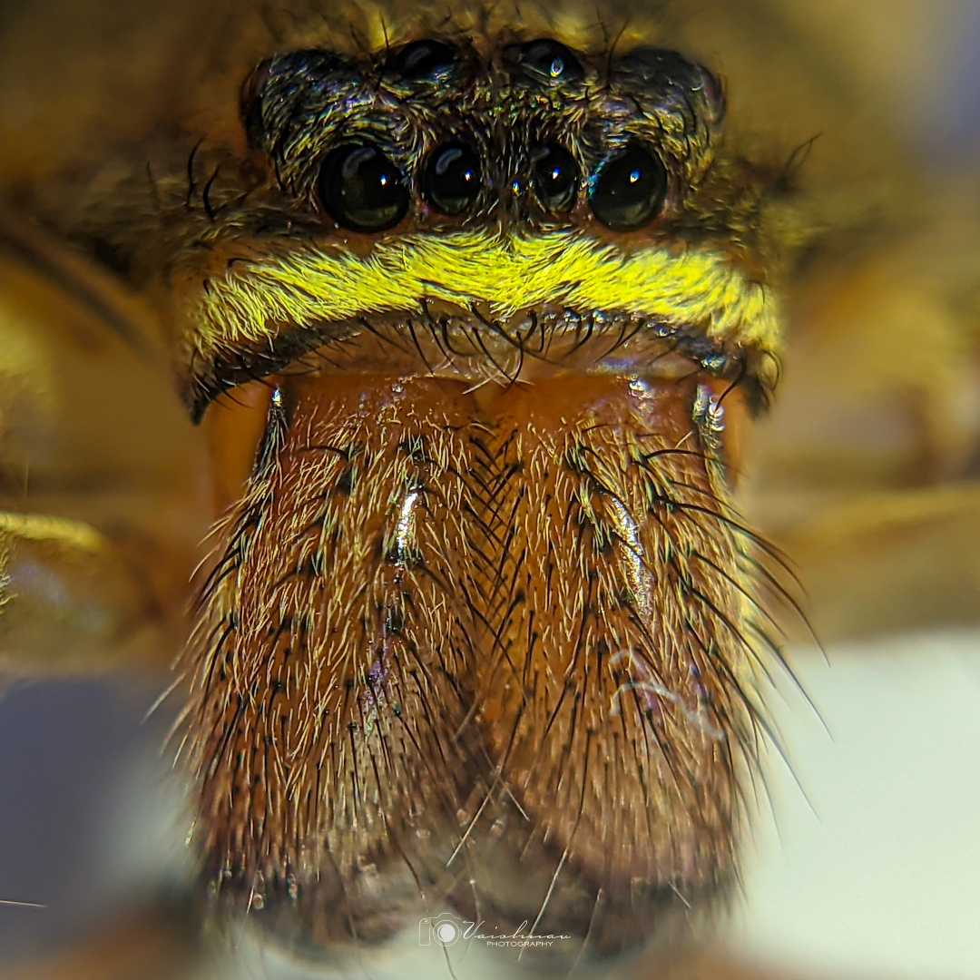 Pantropical Huntsman Spider 🕷️🕸️