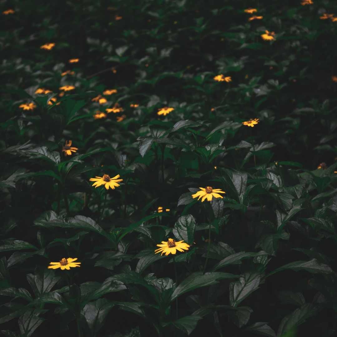 #pindleindia #pindle #maredumilli #nature #moodygreen