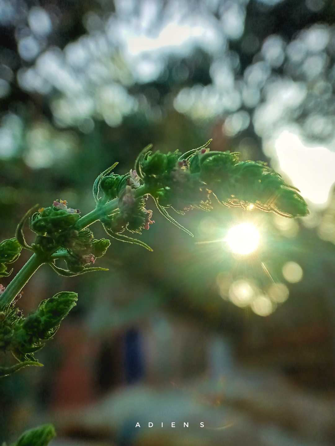 bunga rumput liar