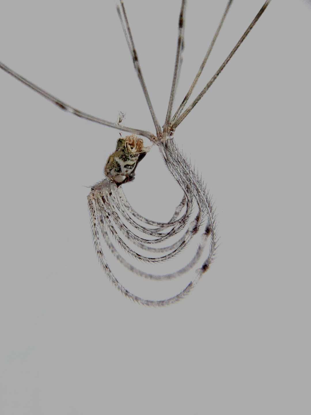 mobile macrophotography