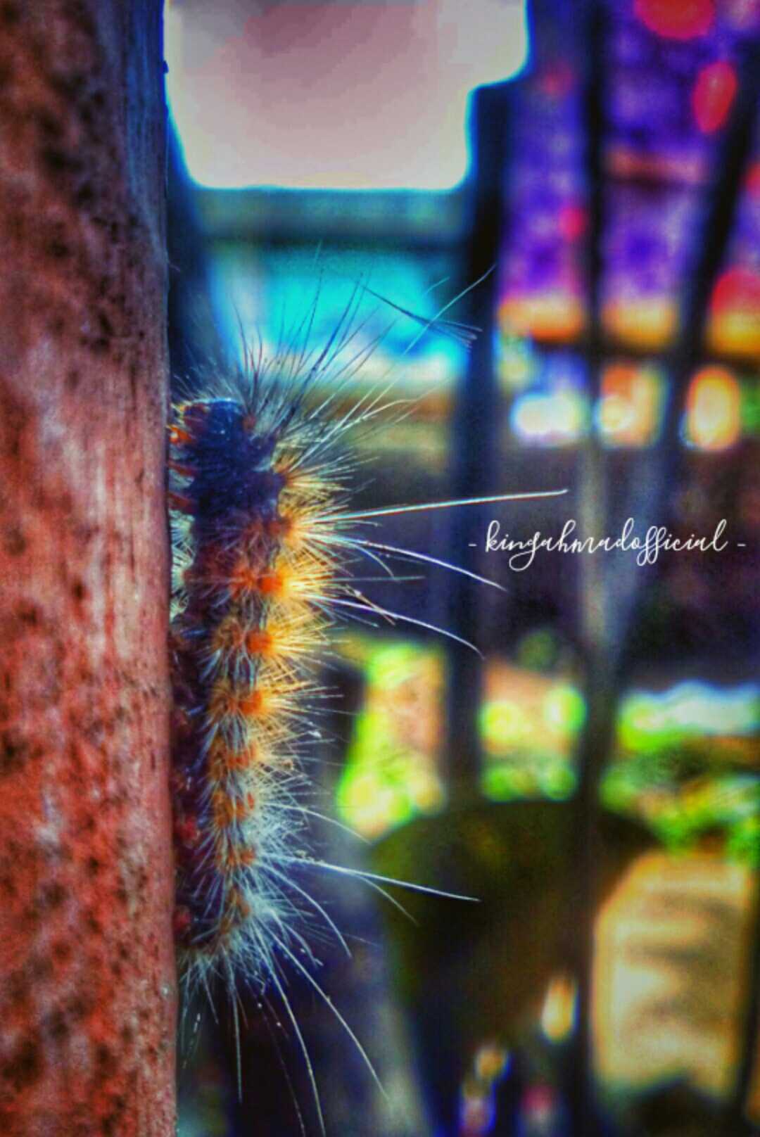 Hyphantria cunea