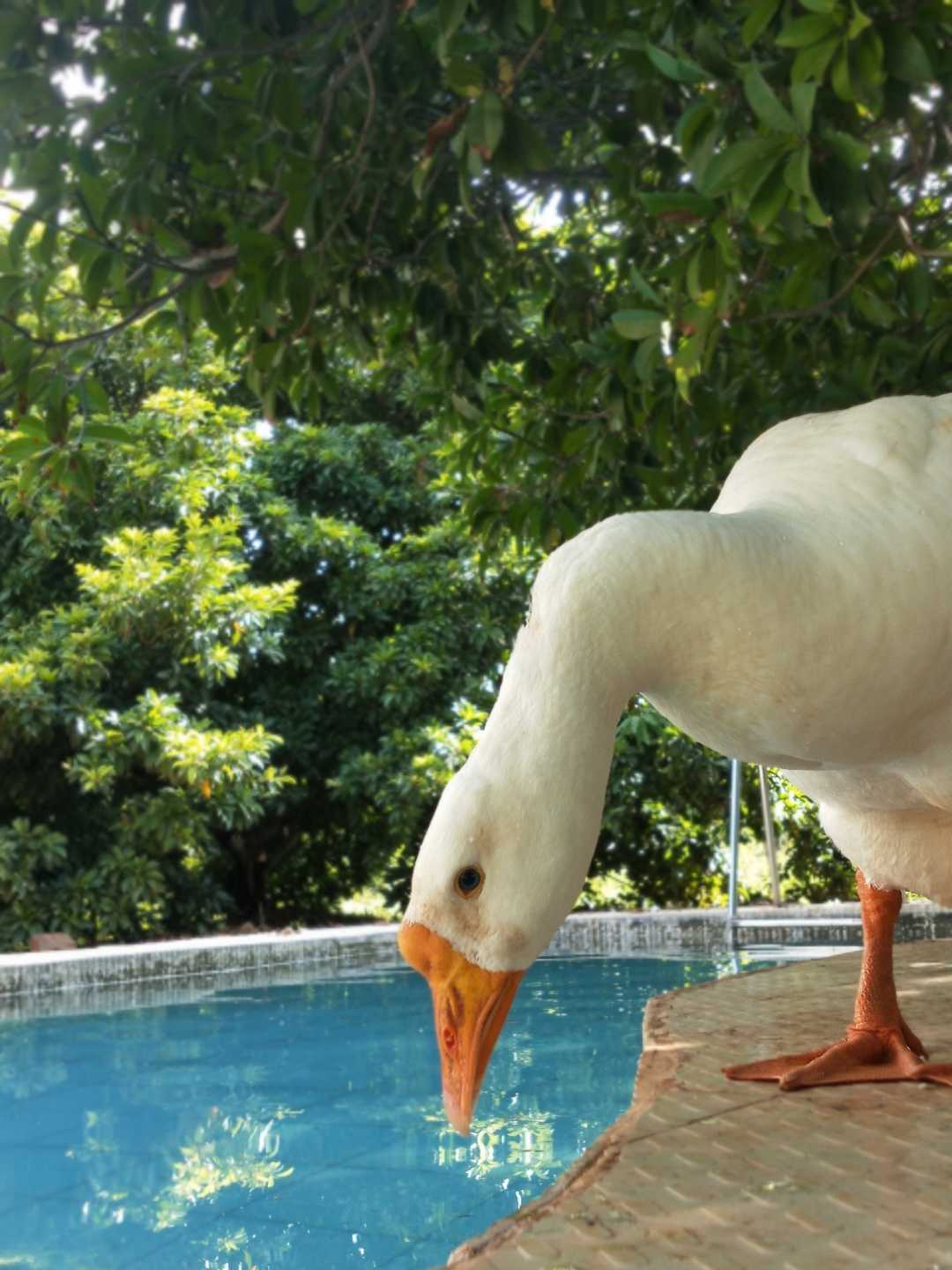 Farm house pet 
