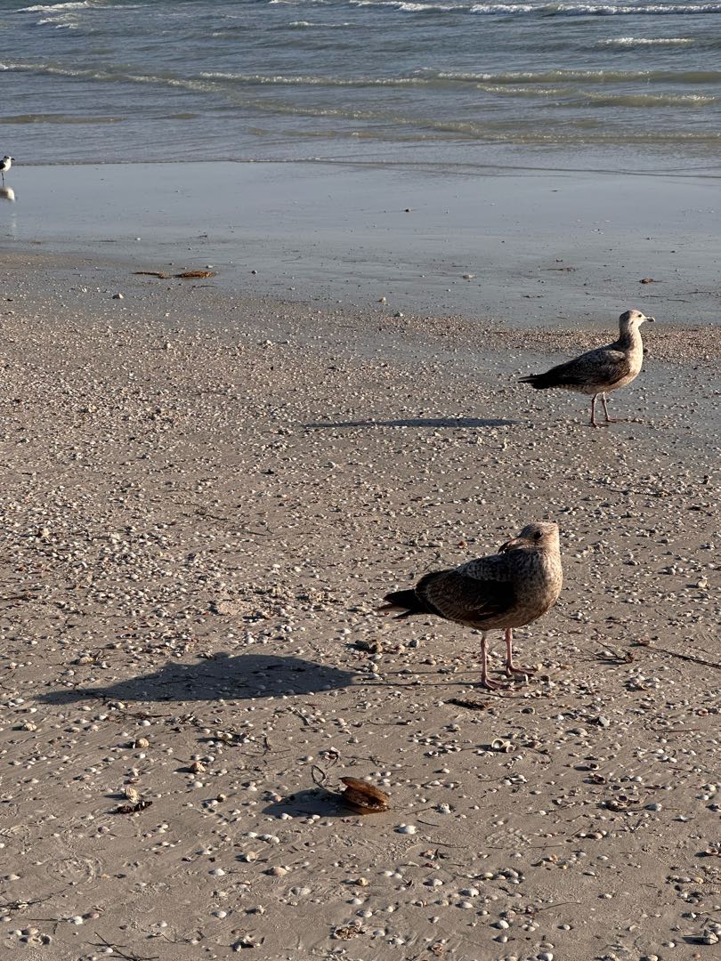 🐦 