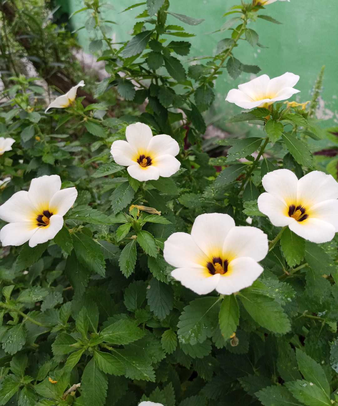turnera