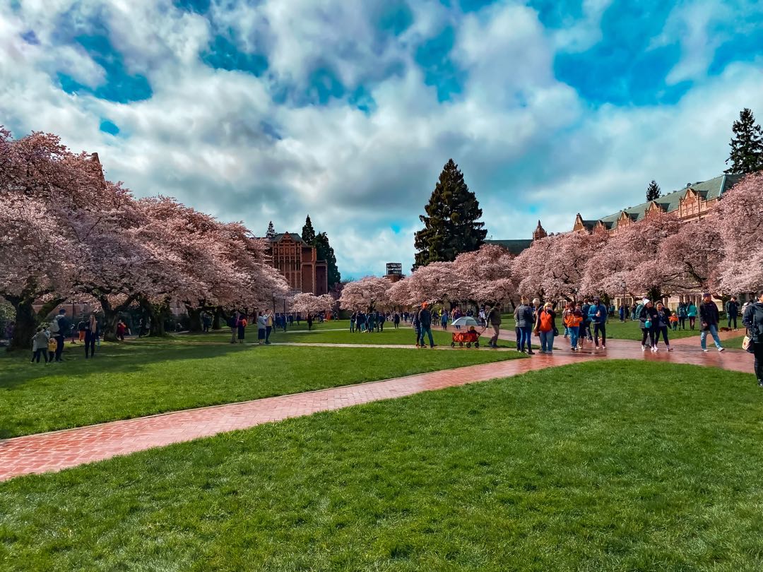 Cherry Blossoms 🌸 