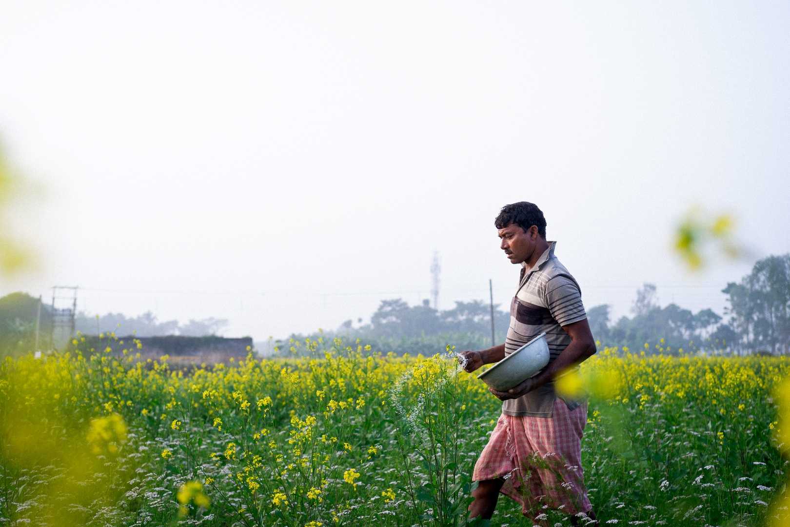 Mustard Field 