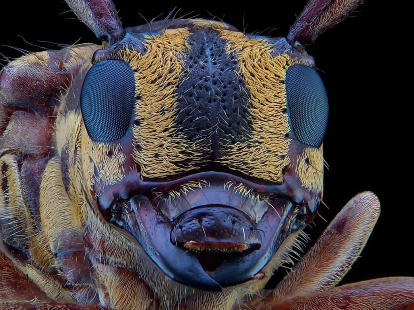 MacroPhone