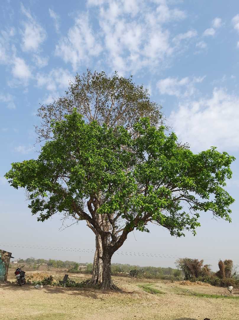 Beautiful Nature