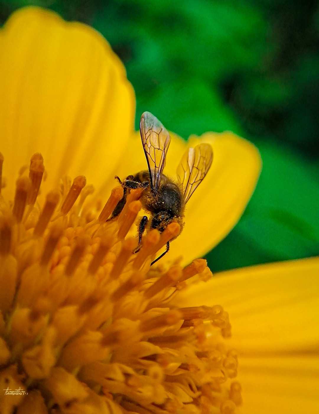 bee on the sunflower 🌻 
