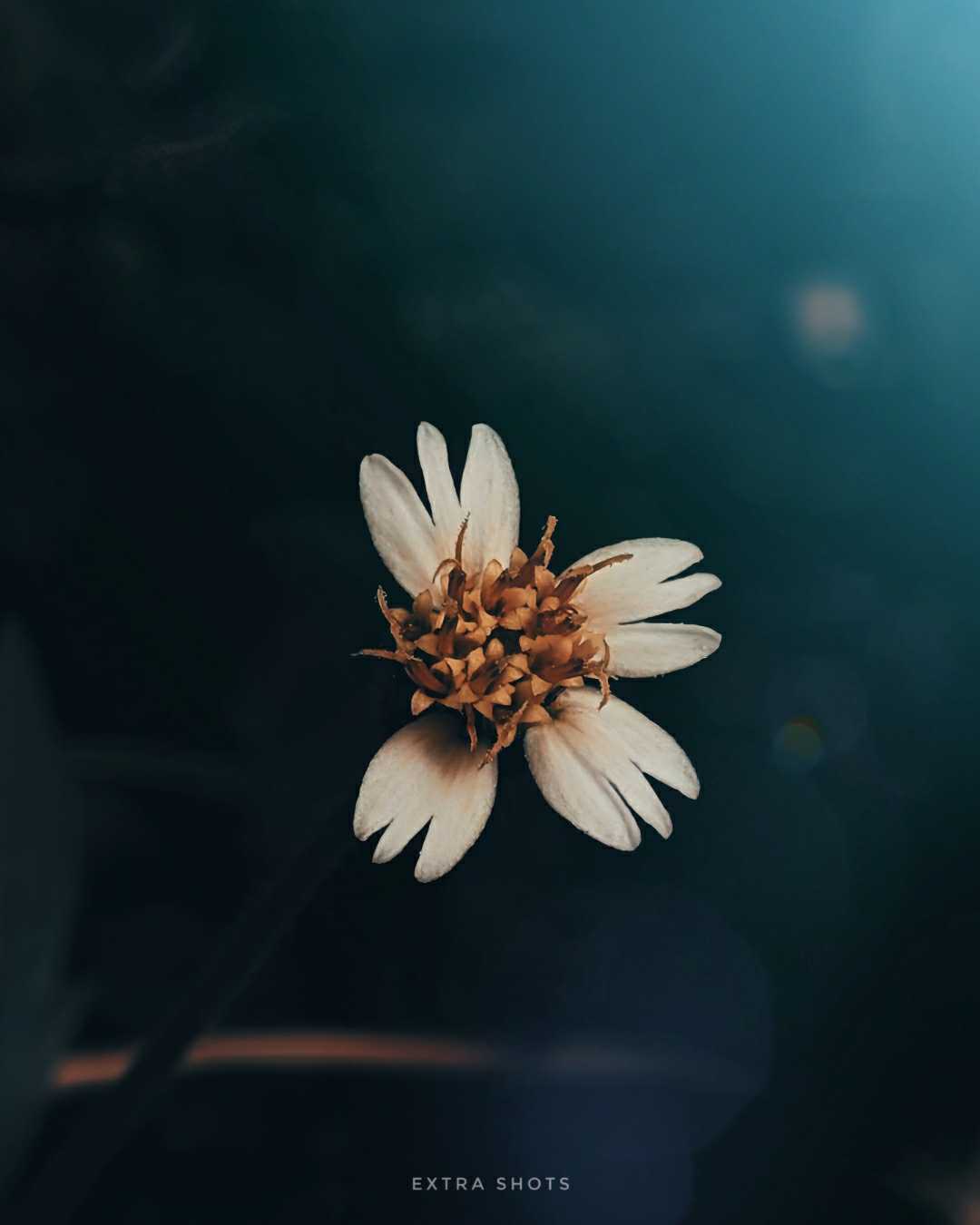 cute little flower🌼🌺 