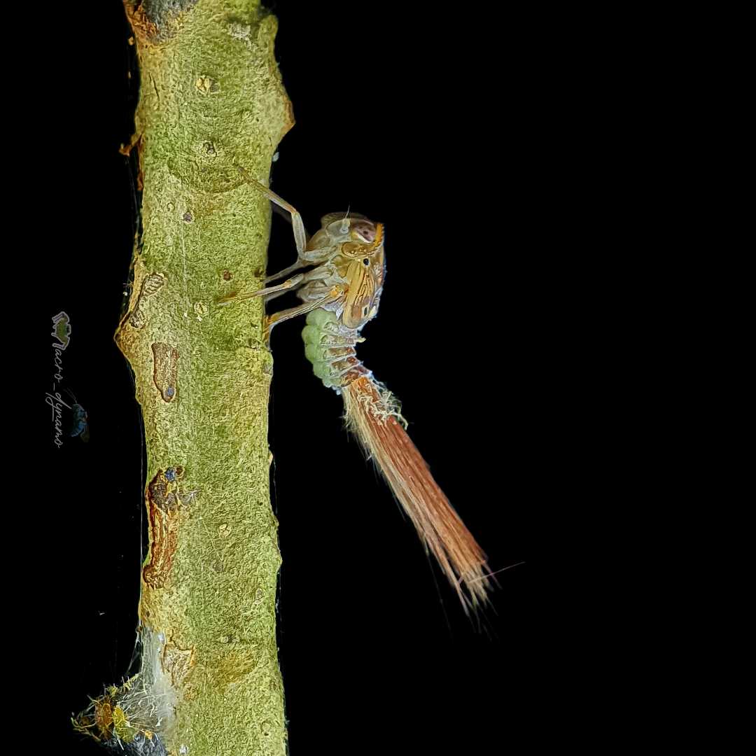 Baby Planthopper 