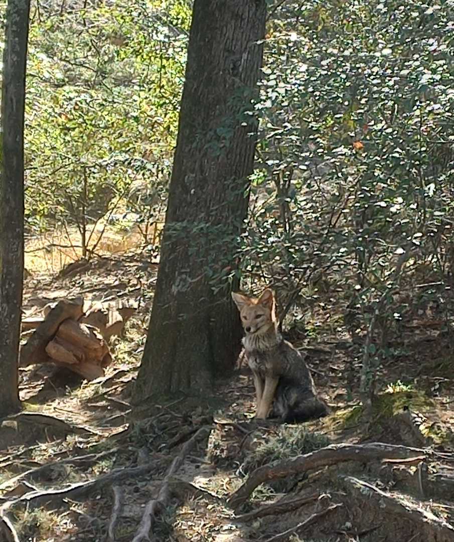 zorrito! 😍