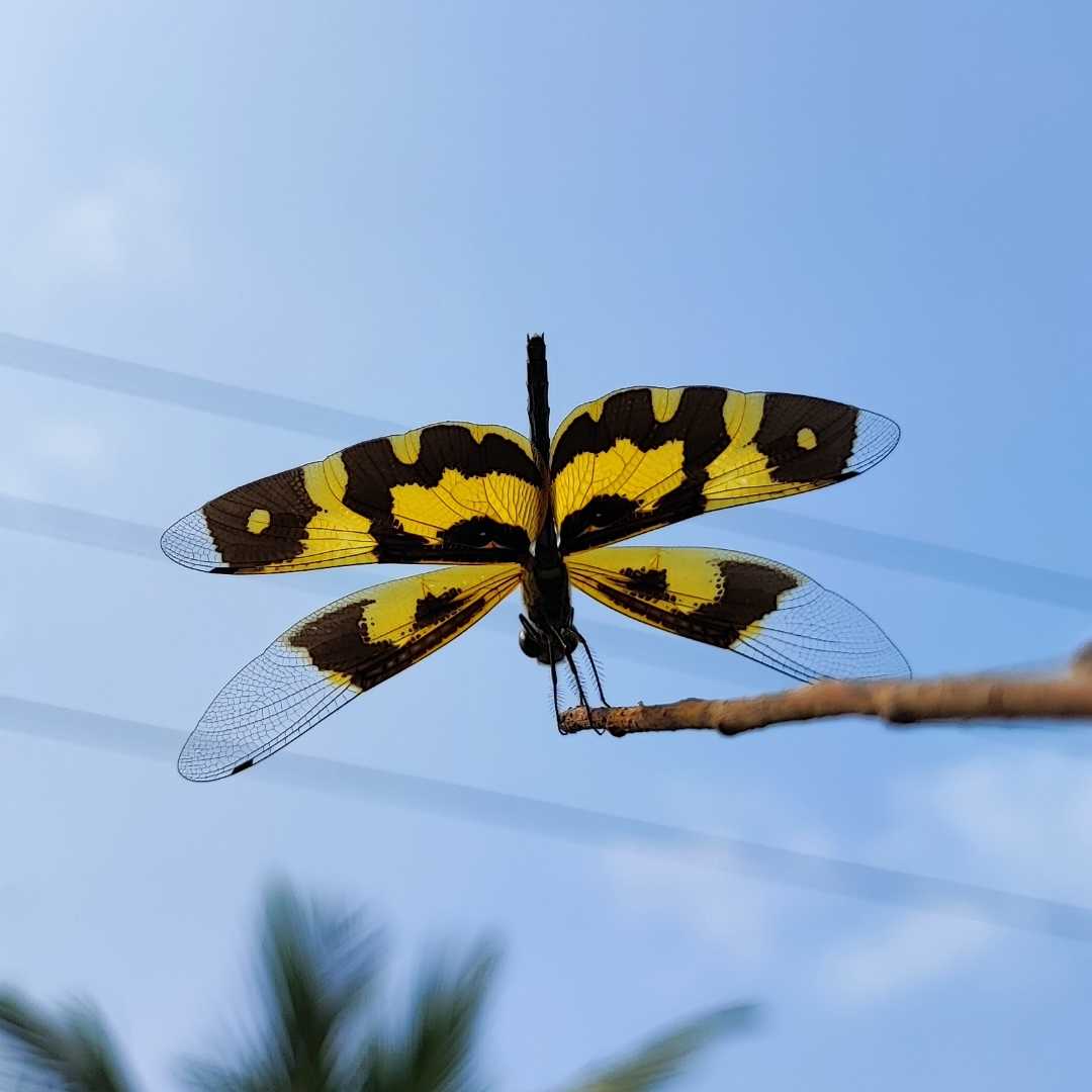 Rare Dragonfly