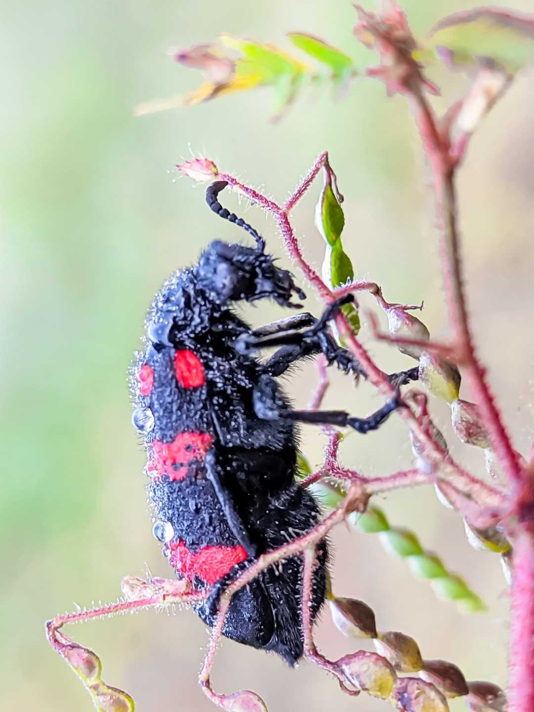 kumbang lepuh/hycleus