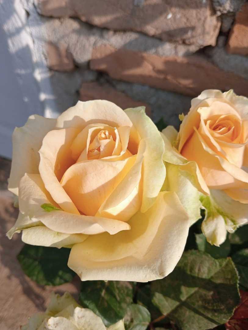 Mawar