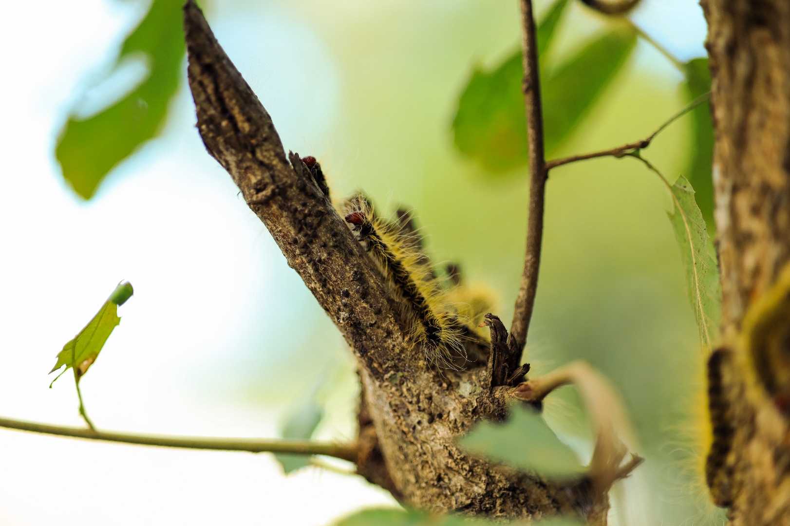 🐛 🤔