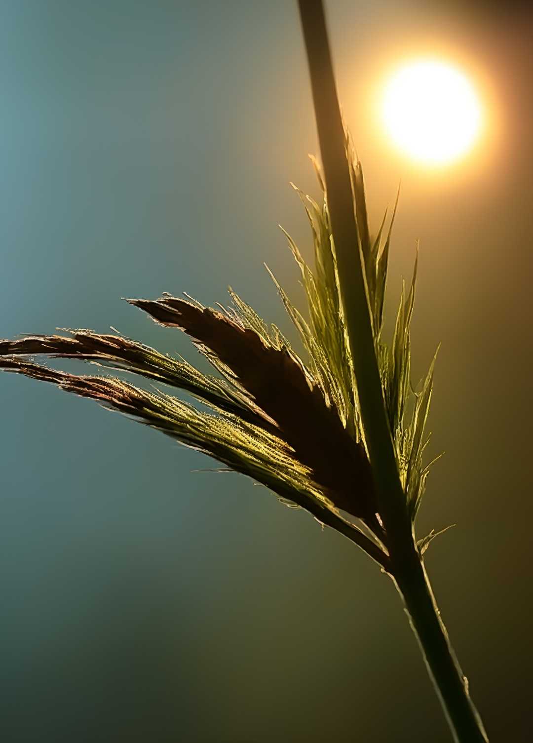silhouette stem