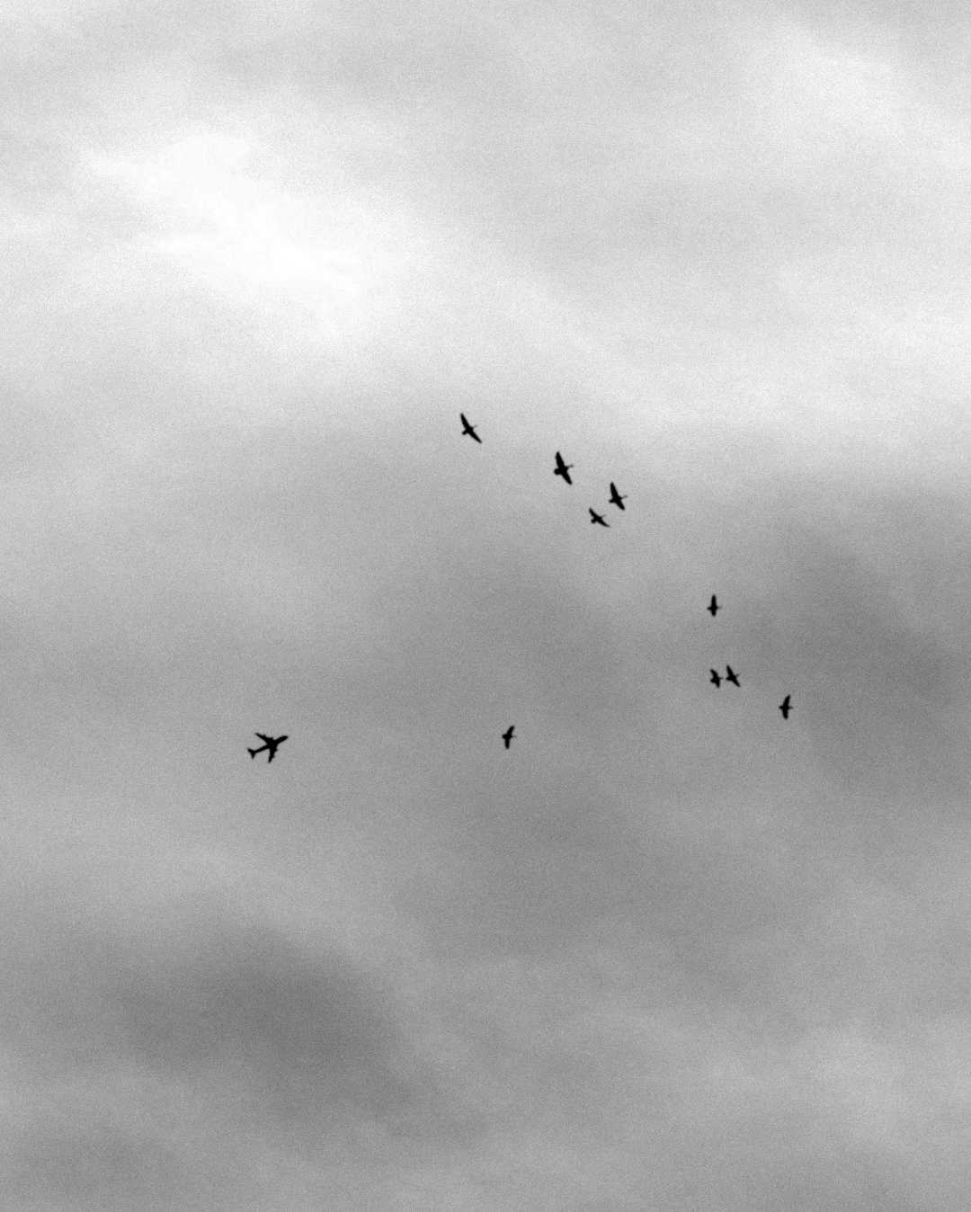 fly high