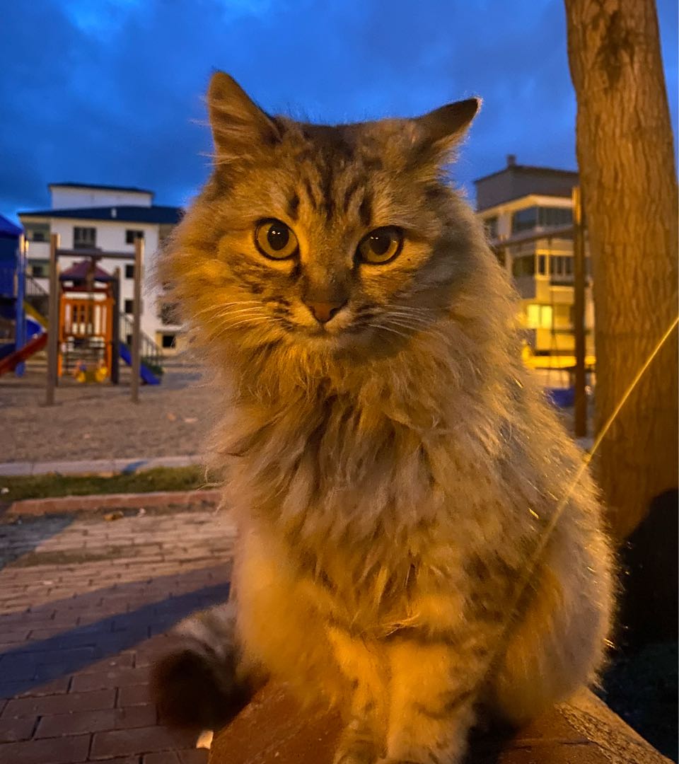 göz DEĞİL nakış 