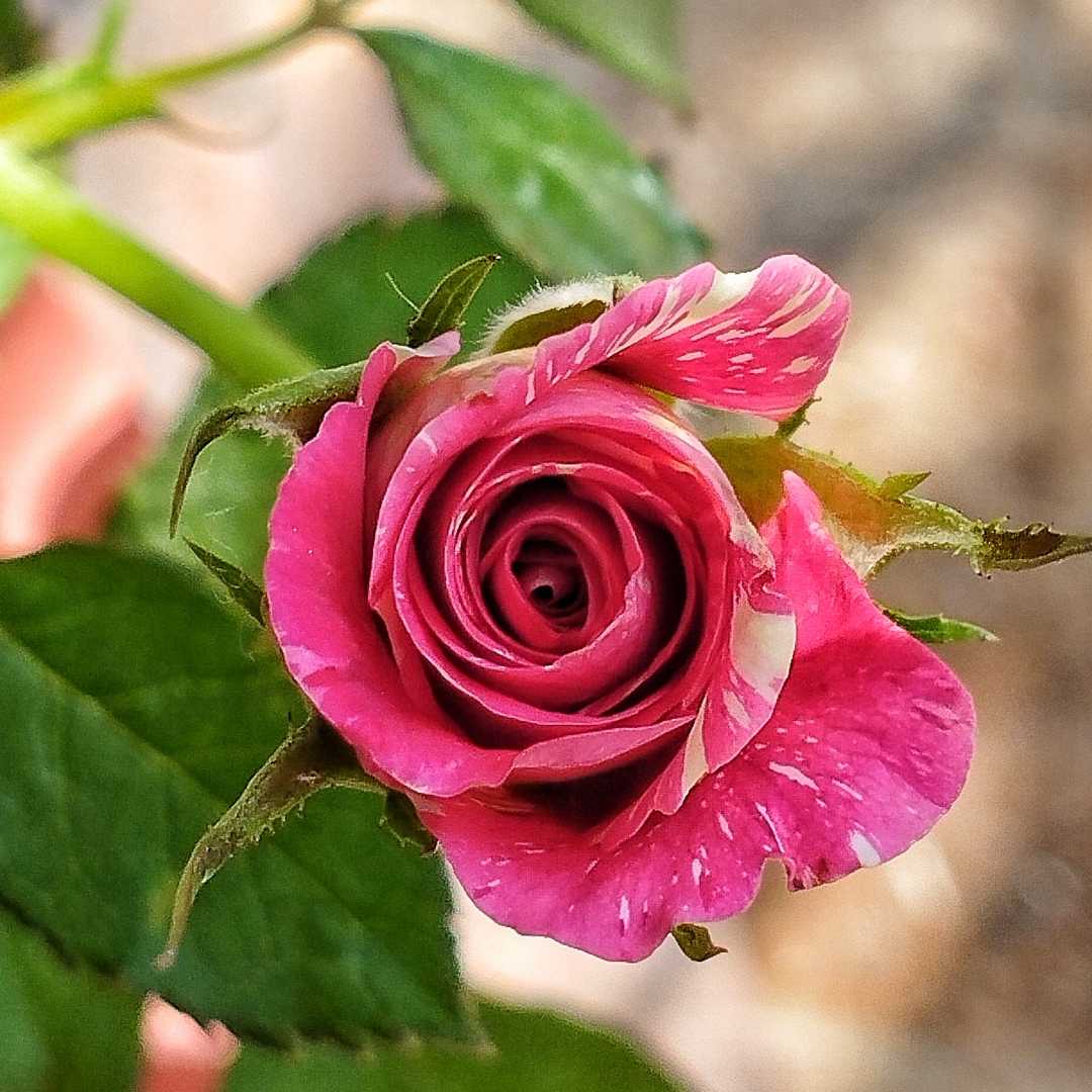 Rose