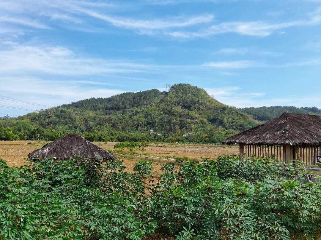 Ladang singkong