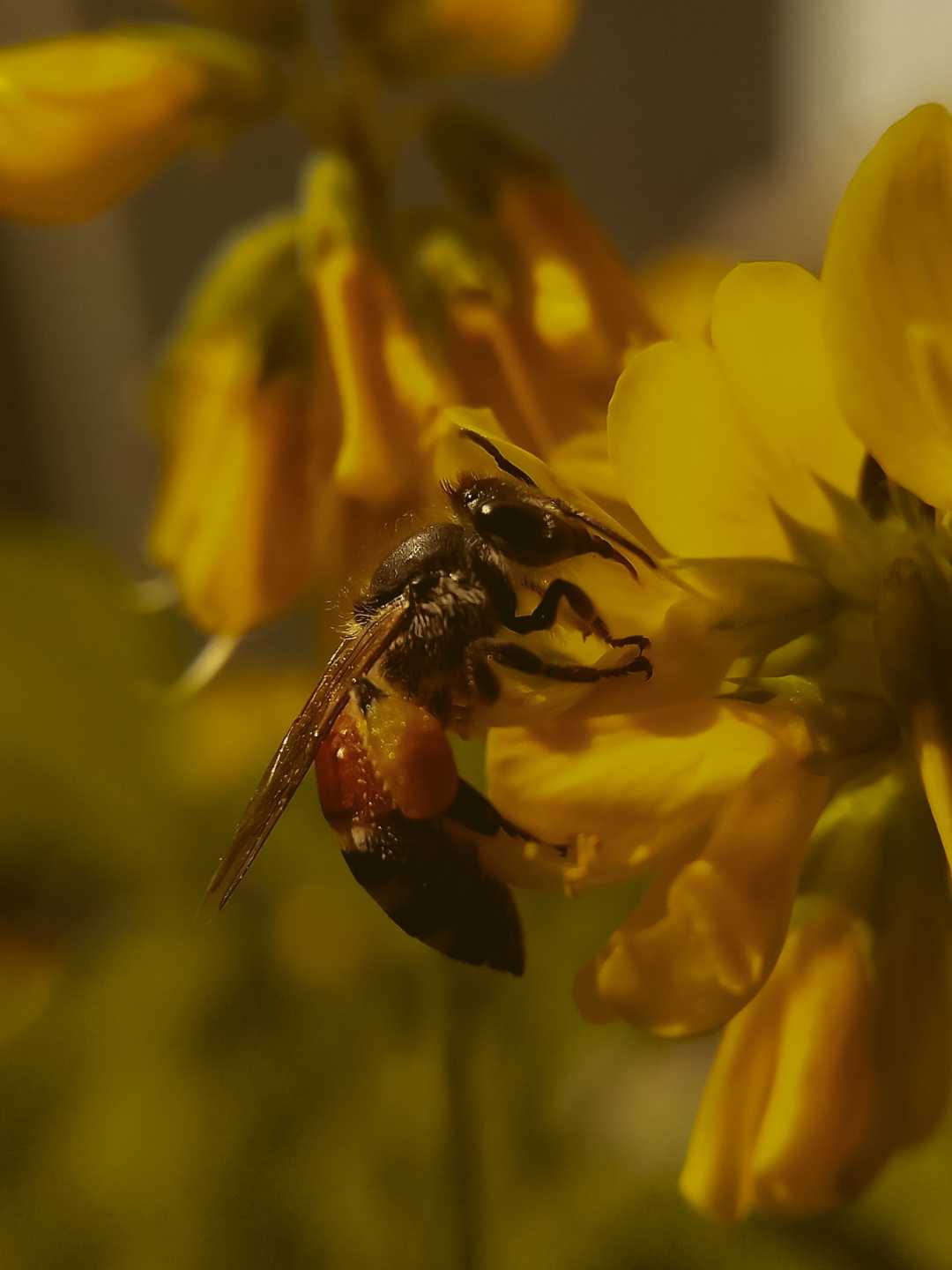 Bee..🐝