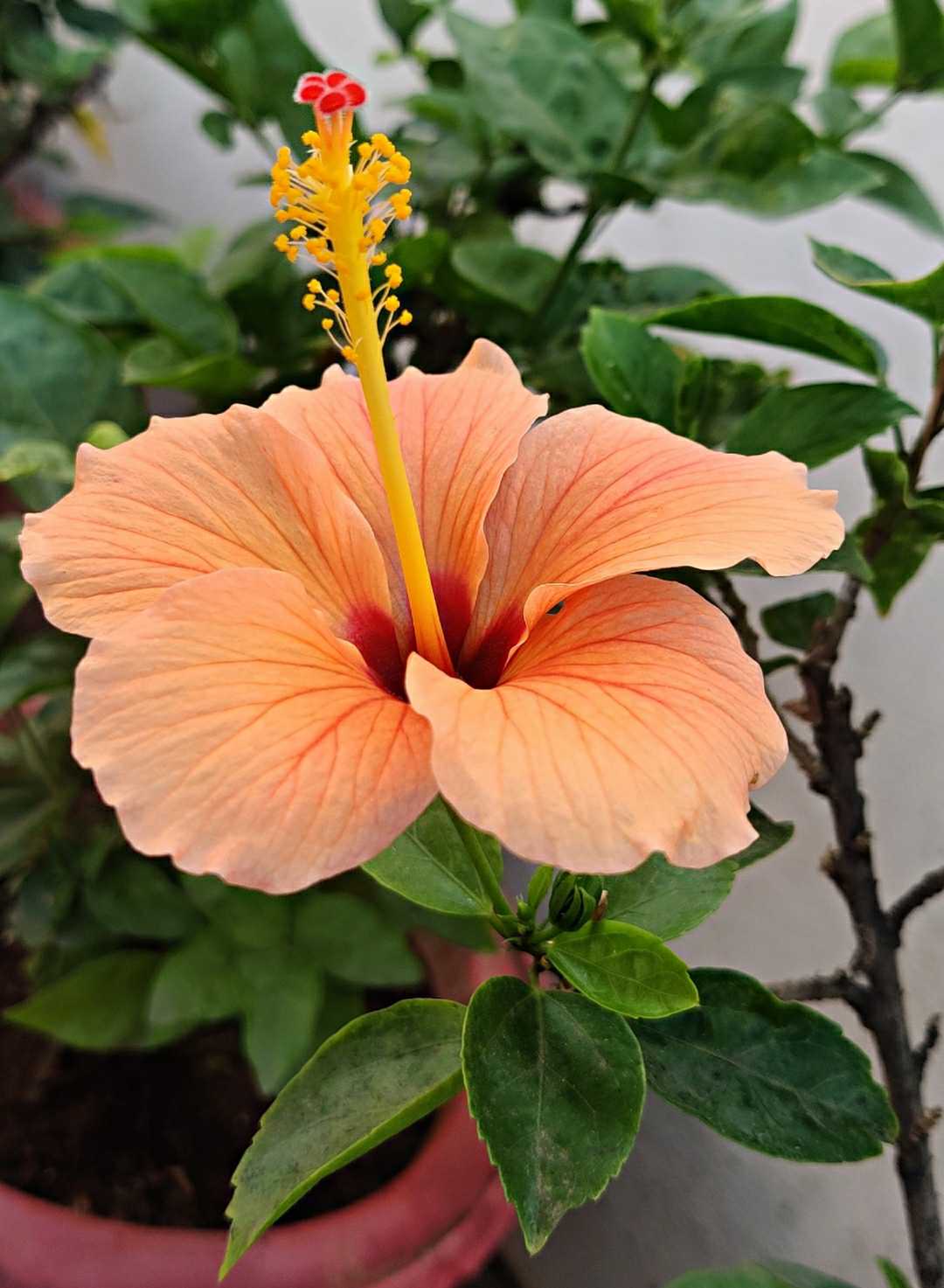 Orange hibiscus 