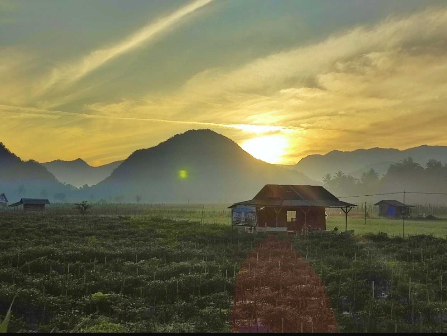 SUNRICE