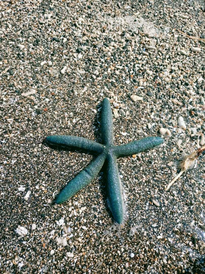Star Fish ⭐
