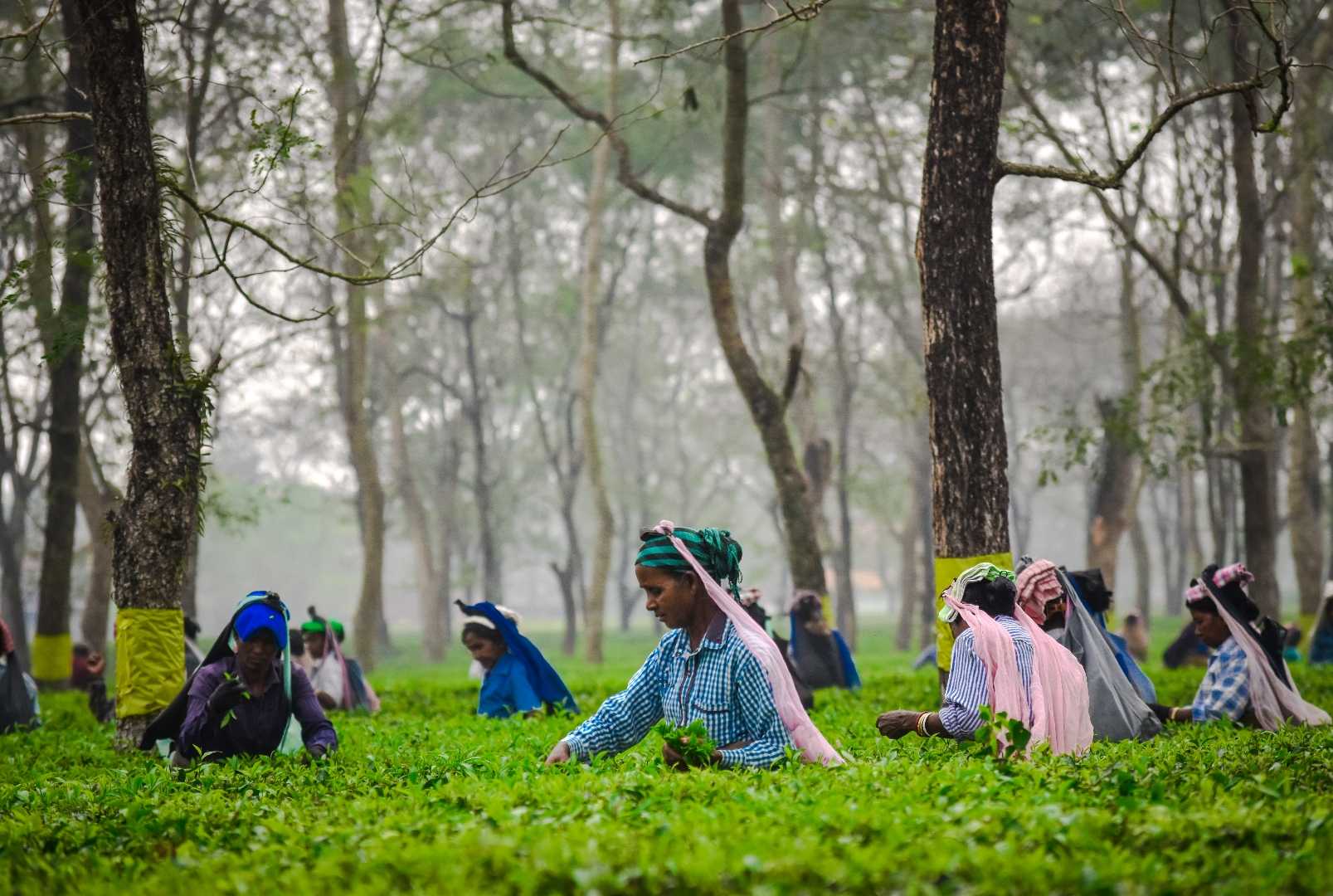 Tea plucking 🌿