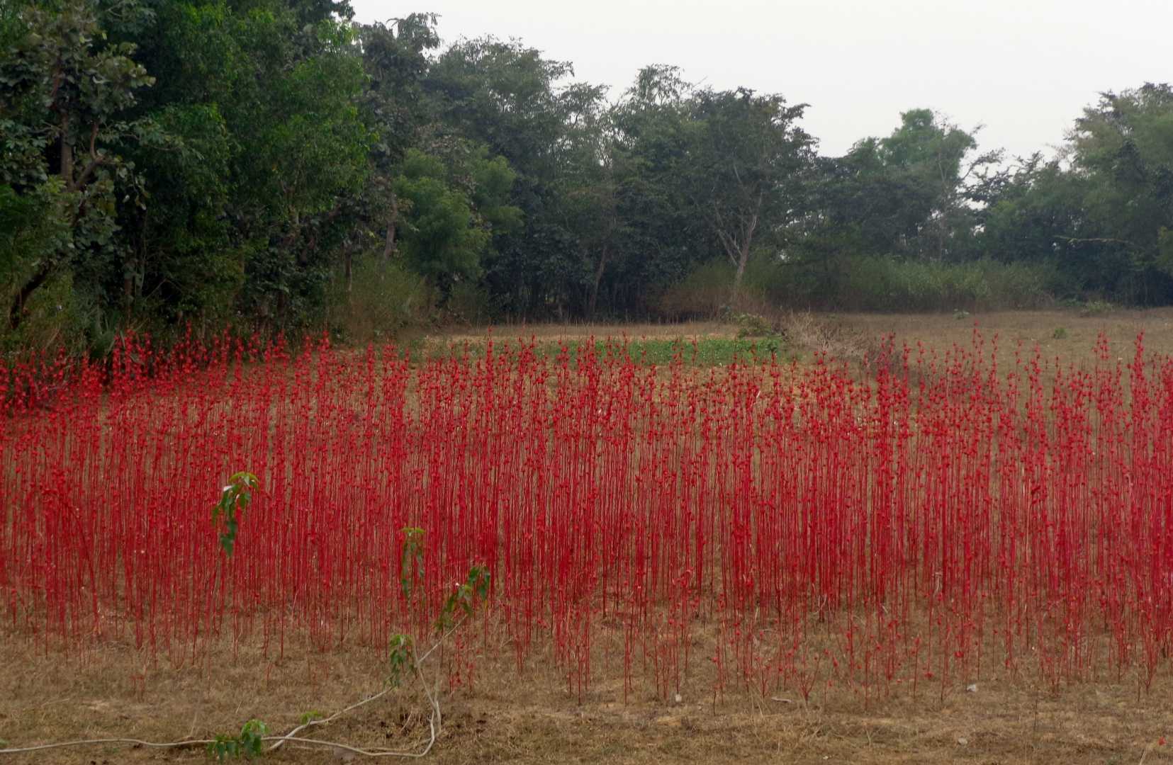 The red field