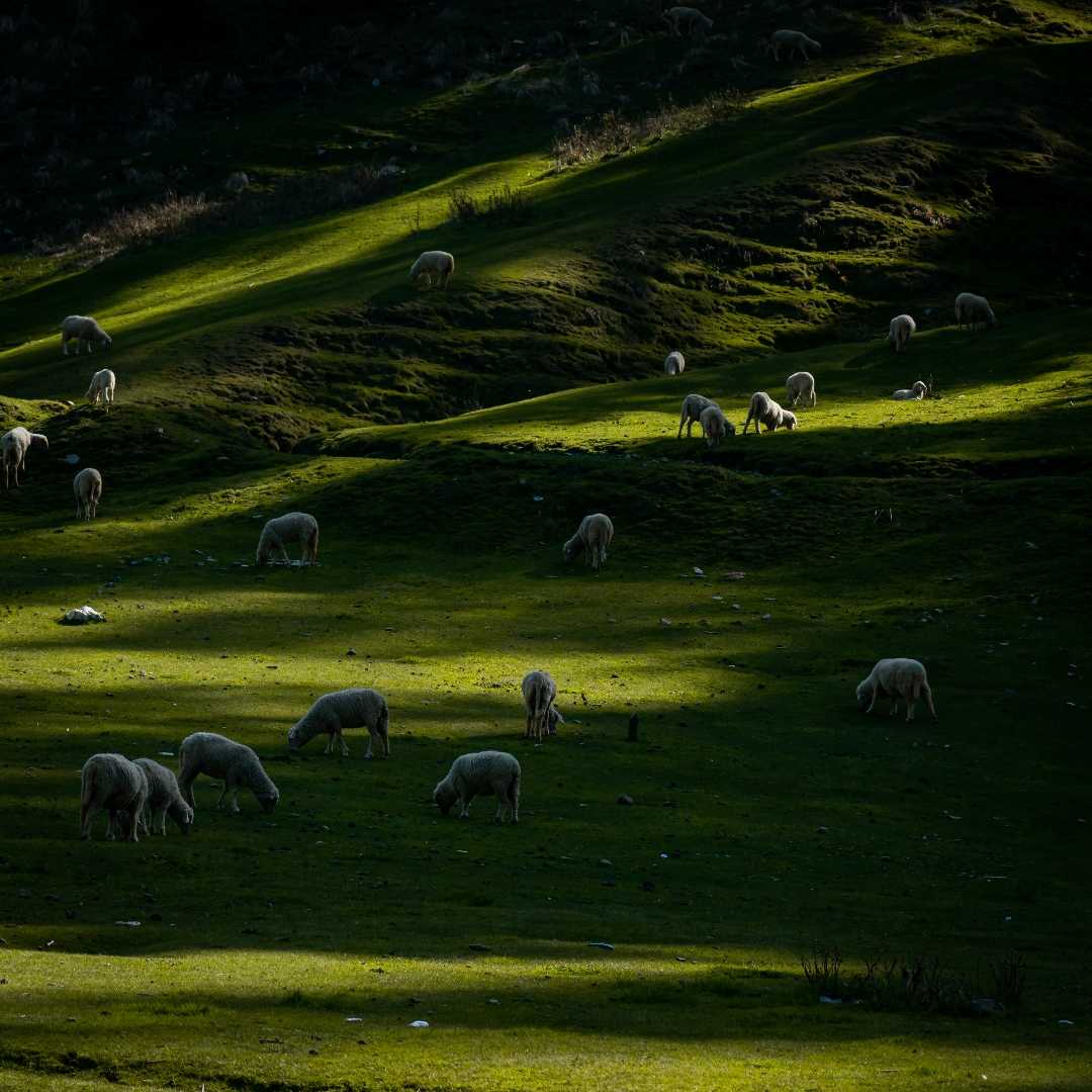 Sheep herd at a beautiful meadow 