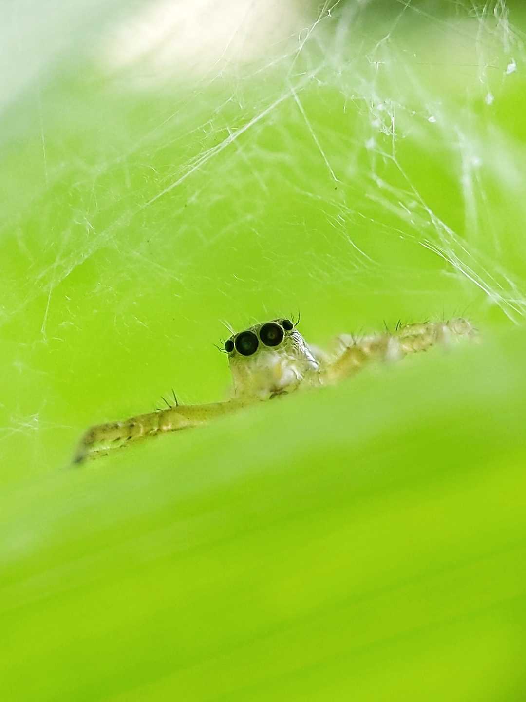 peek a boo 