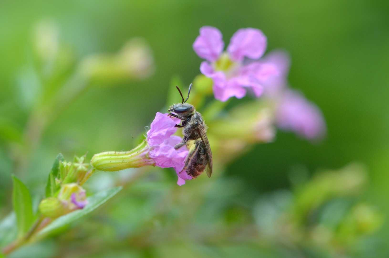 Halictus sp.