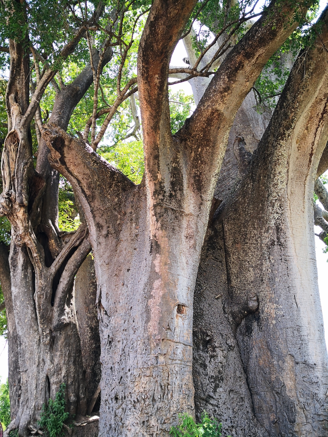 Baobab tree