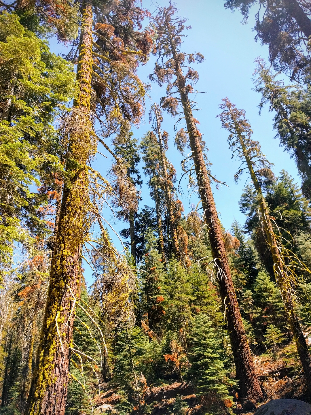 Hiking in the Sequoias!