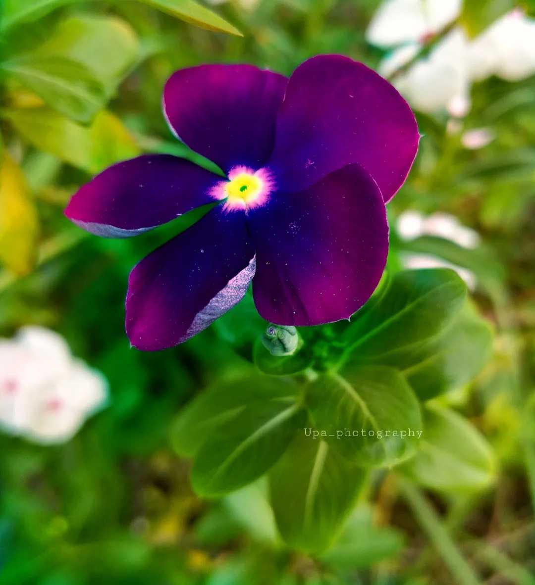 Catharanthus 😍