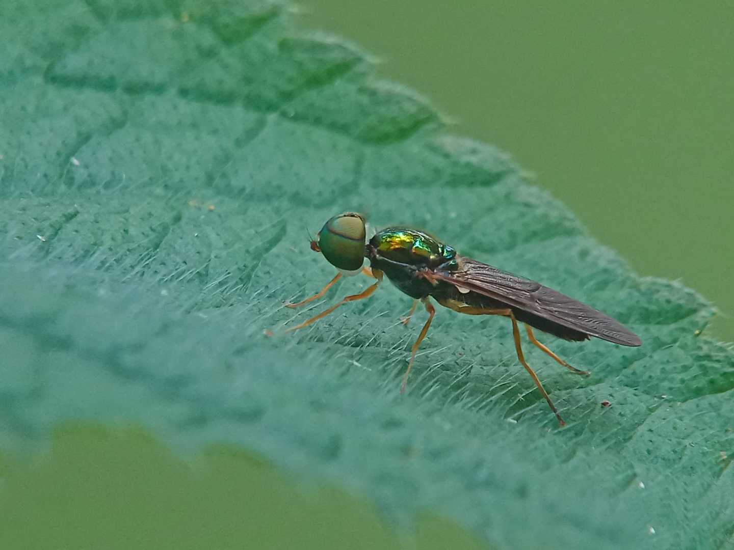 The Flies