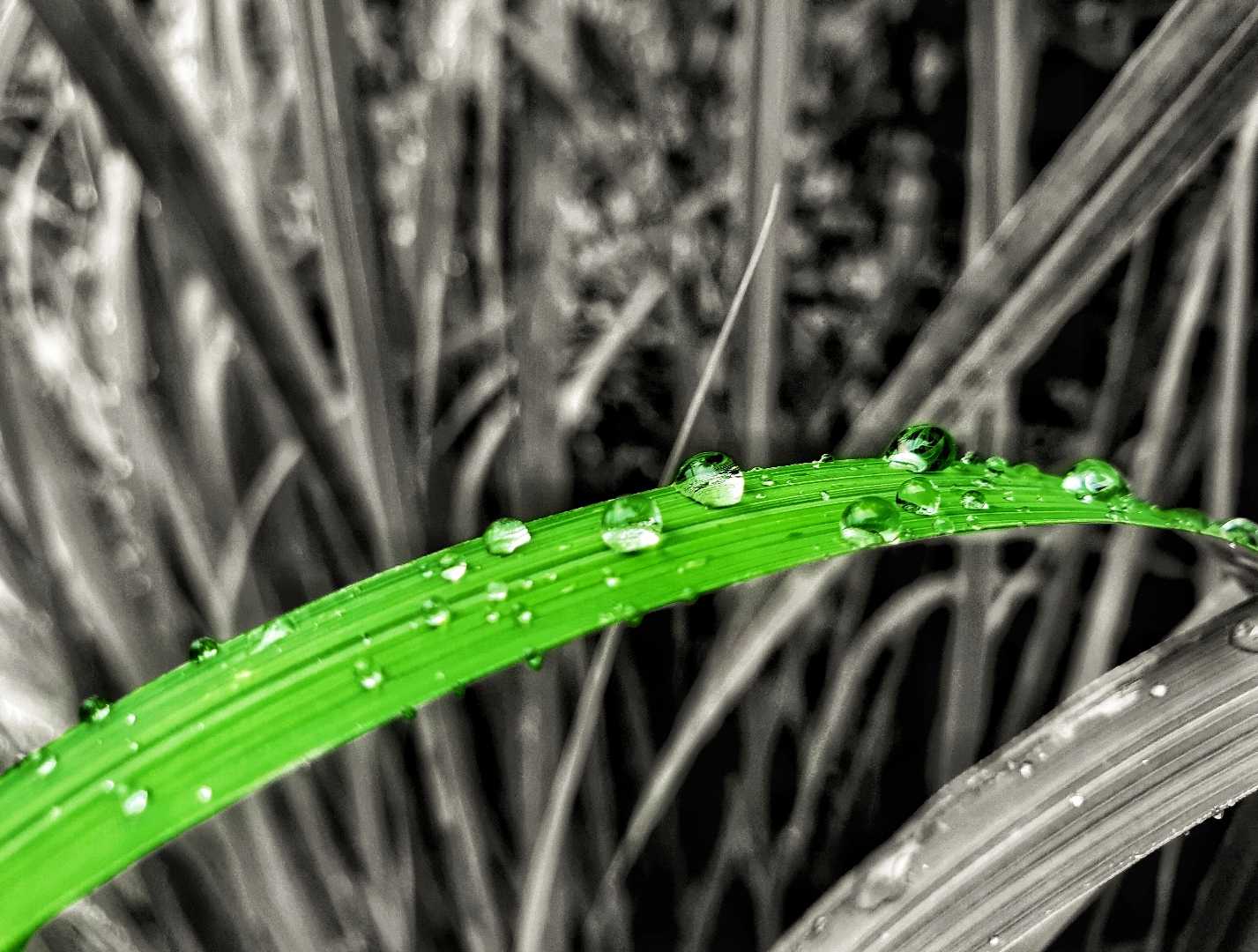 Rain droplets .