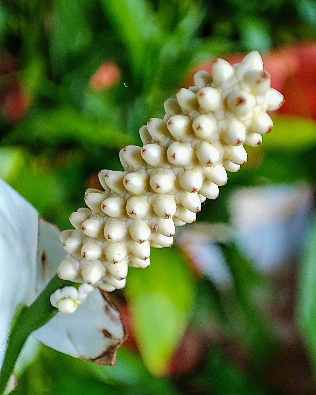 Macro