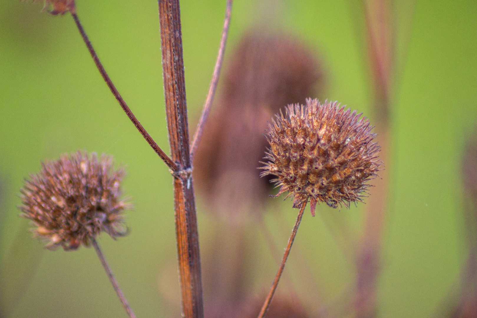 Dried Flowers