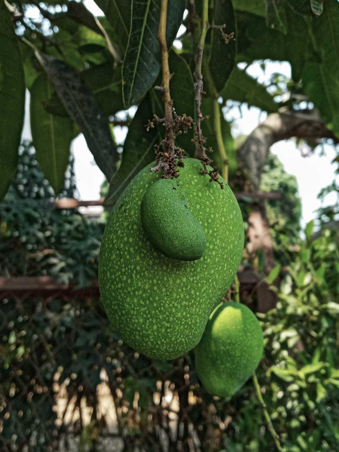 mango