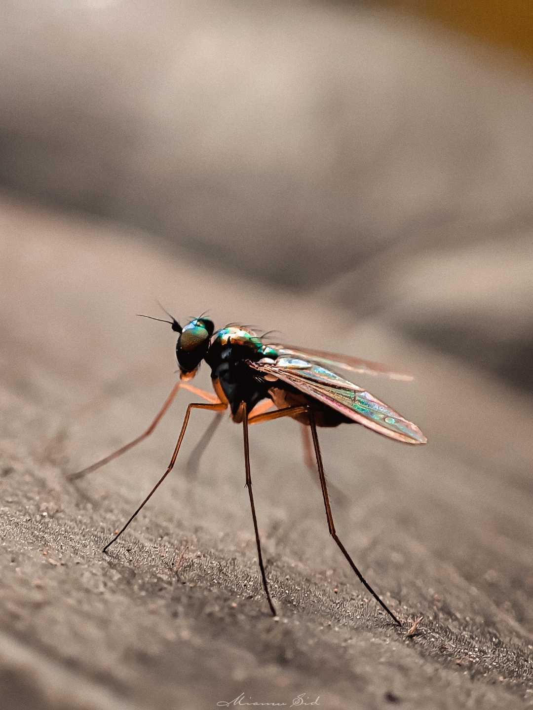 Sciapus