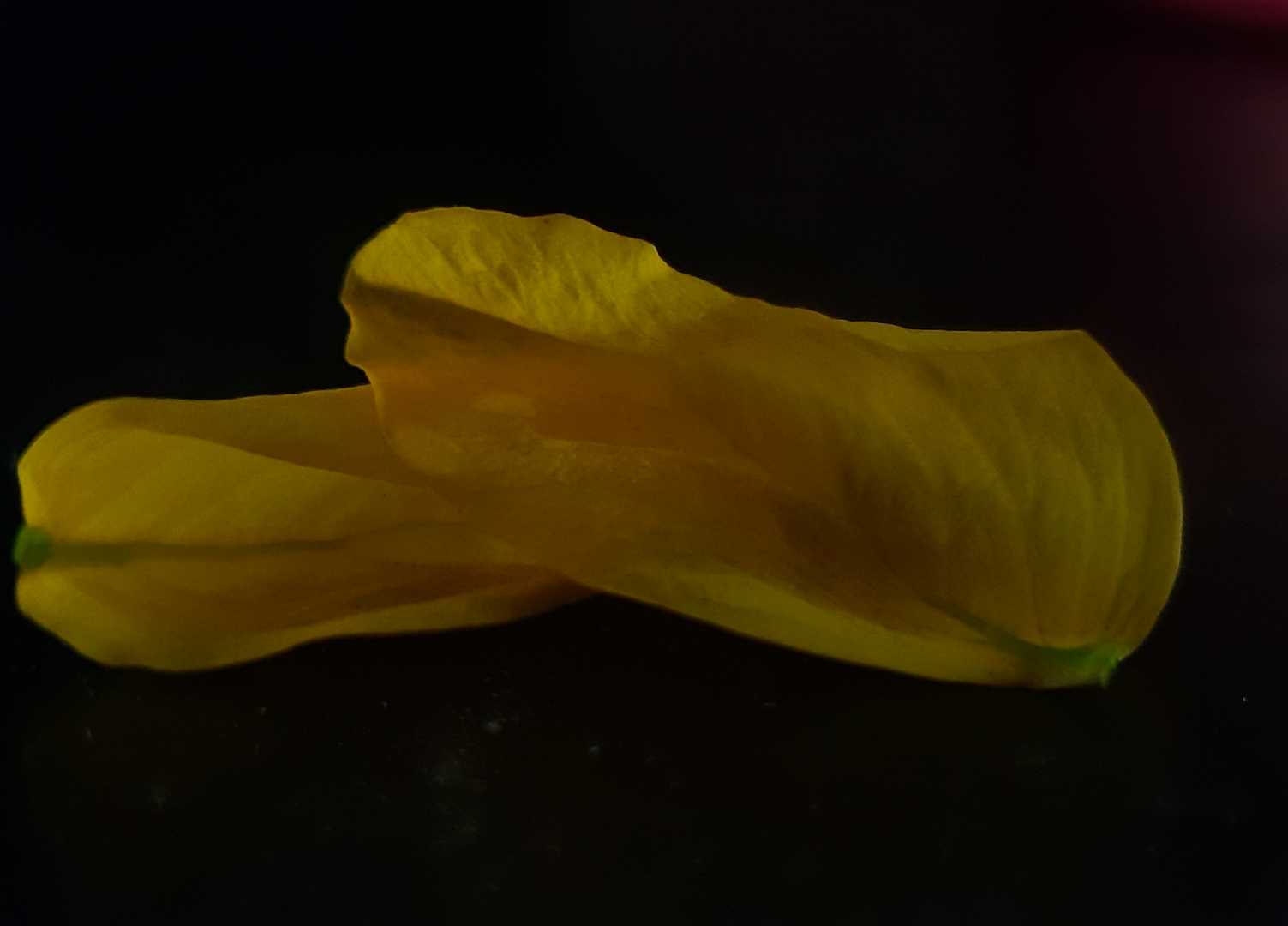 macro