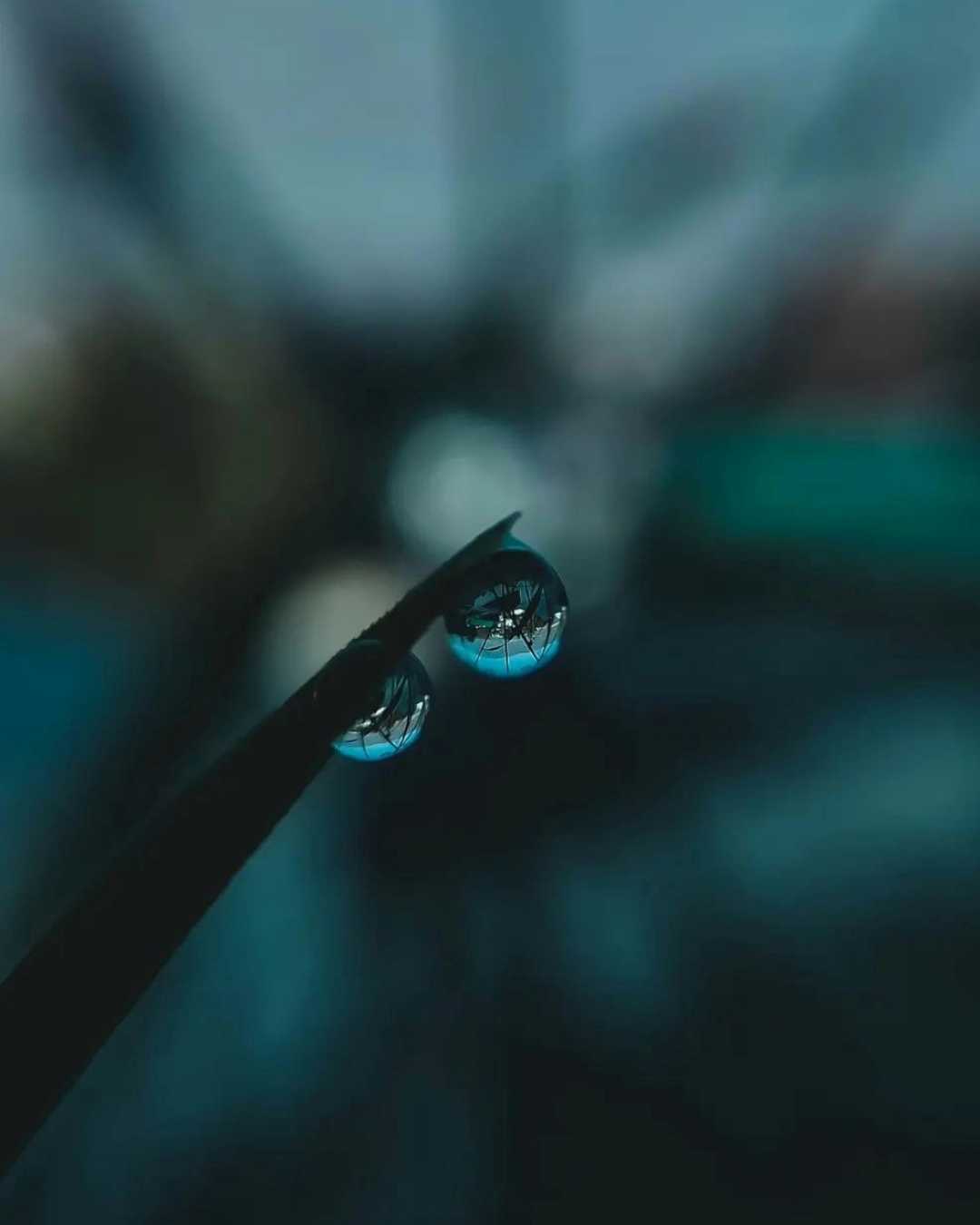 Waterdrops Macro Photography 